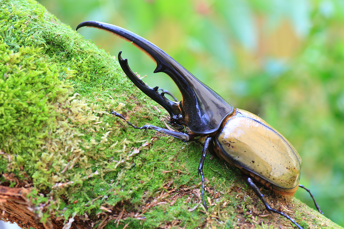 11 Insects Of The Amazon Rainforest That Must Be Seen To Be Believed ...