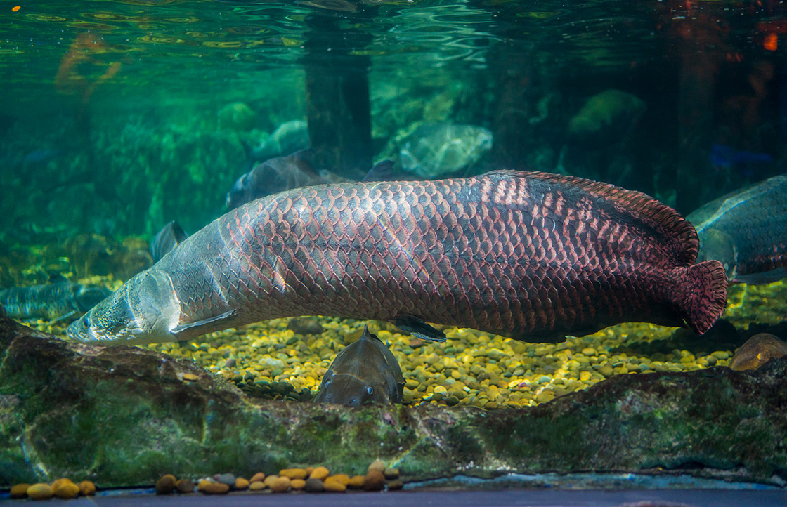 Amazon River Fish Best Known Species Rainforest Cruises